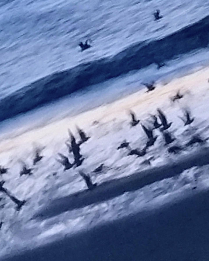 Sea Birds in Flight Photograph by Leah Palmer