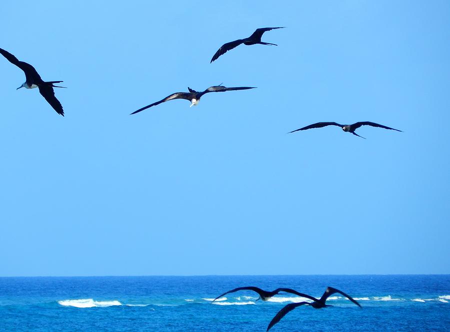 Sea Birds Photograph by Virginia White