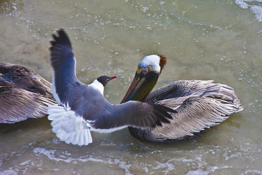 Pelican Photograph - Sea Breeze by Betsy Knapp