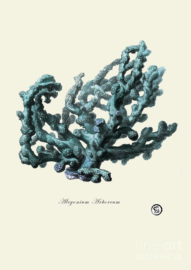 Vintage Drawing - Sea Coral by Patruschka Hetterschij