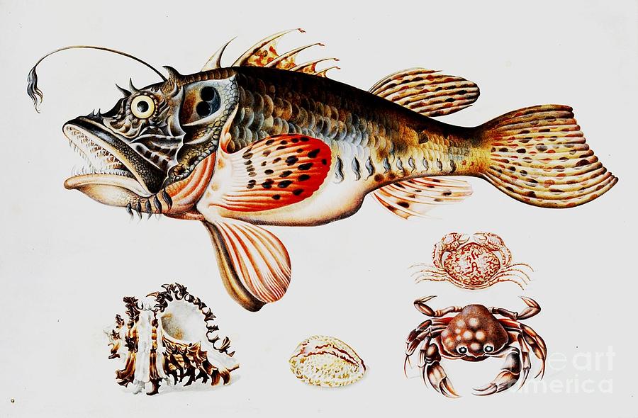 Fish Painting - Sea creatures by Thea Recuerdo