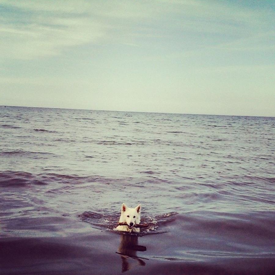 Summer Photograph - Sea-dog :3

#bergerblancsuisse by Caroline Daut