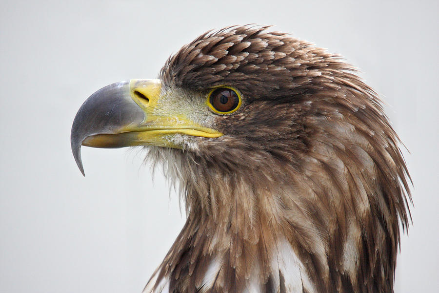 Sea Eagle portrait Photograph by Pierre Leclerc Photography