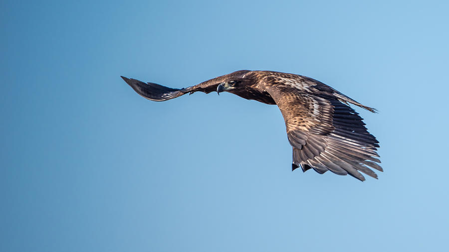 Sea Eagle Photograph by Torbjorn Swenelius
