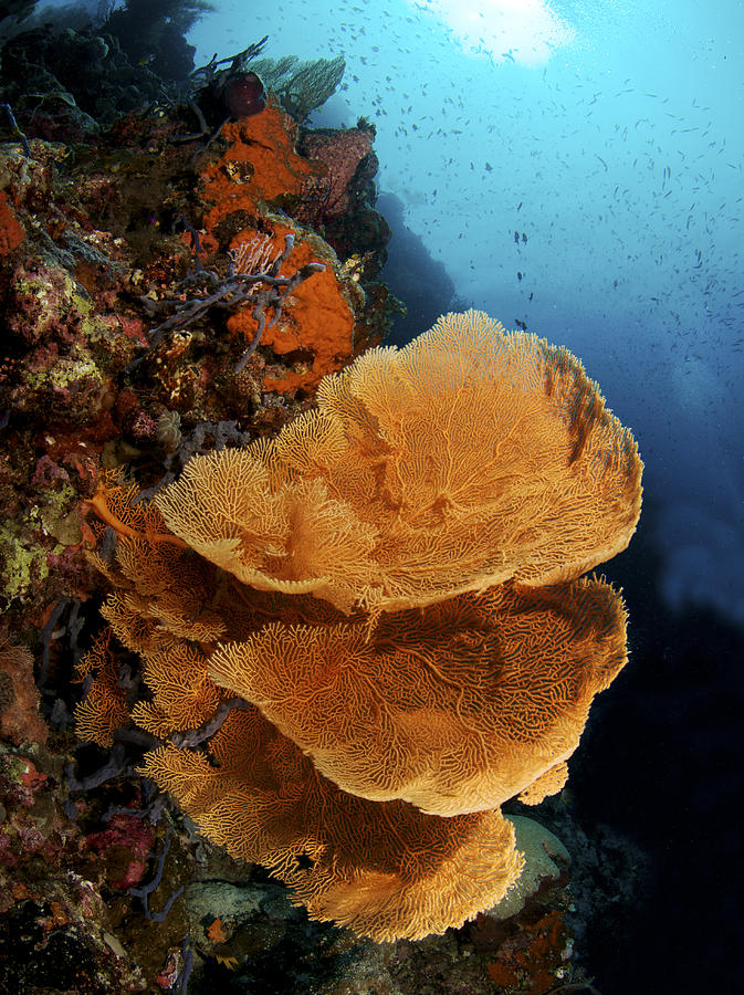 Wildlife Photograph - Sea Fan Coral - Indonesia by Steve Rosenberg - Printscapes