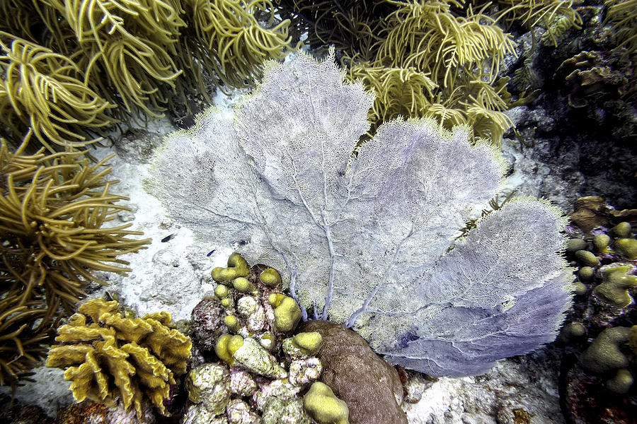 Sea Fan Coral Photograph by Perla Copernik