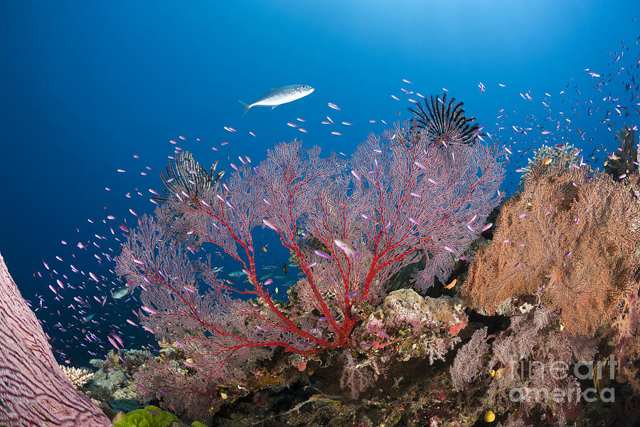 Sea Fan On Reef, Fiji Photograph by Reinhard Dirscherl