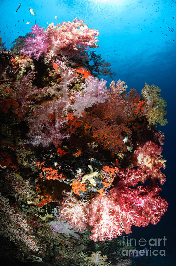 Sea Fans And Soft Coral, Fiji Photograph