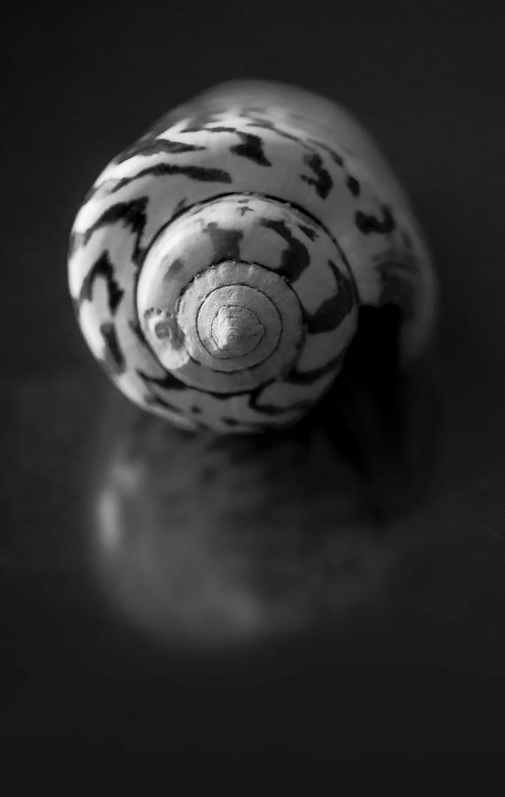 Sea Gem in Black and White Photograph by Maggie Terlecki