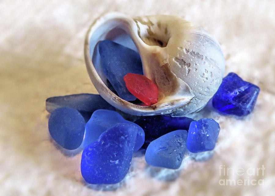 Sea Glass and Snail Shell  Photograph by Janice Drew