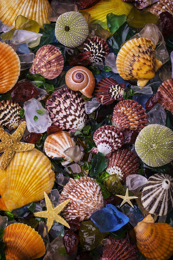 Assortment of Beautiful Seashells Photograph by Garry Gay - Fine Art America