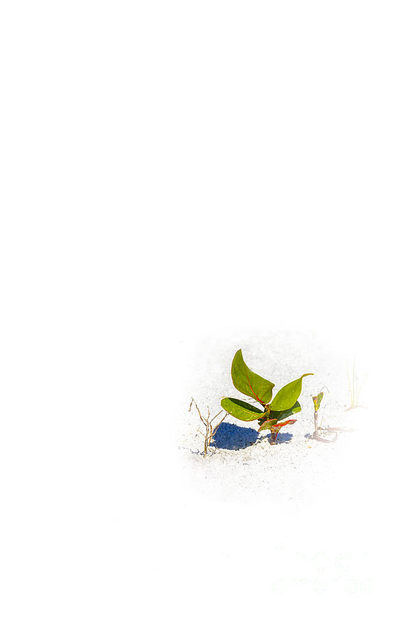 Sand Dunes Photograph - Sea Grape by Marvin Spates