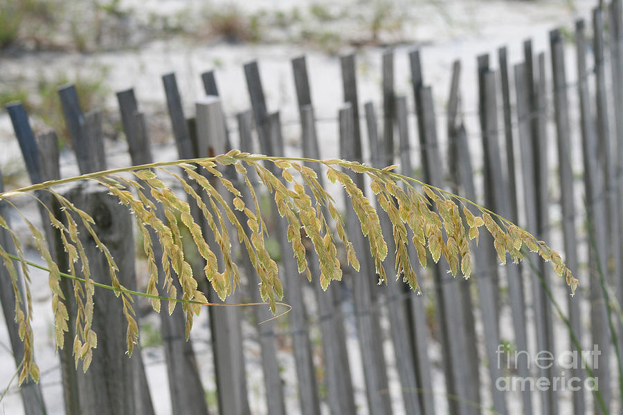 Sea Grass and Fence Photograph by Karen Adams