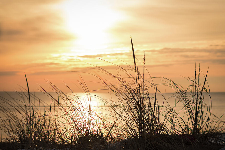 Sea Grass at Dawn Photograph by Kristen Wilkinson