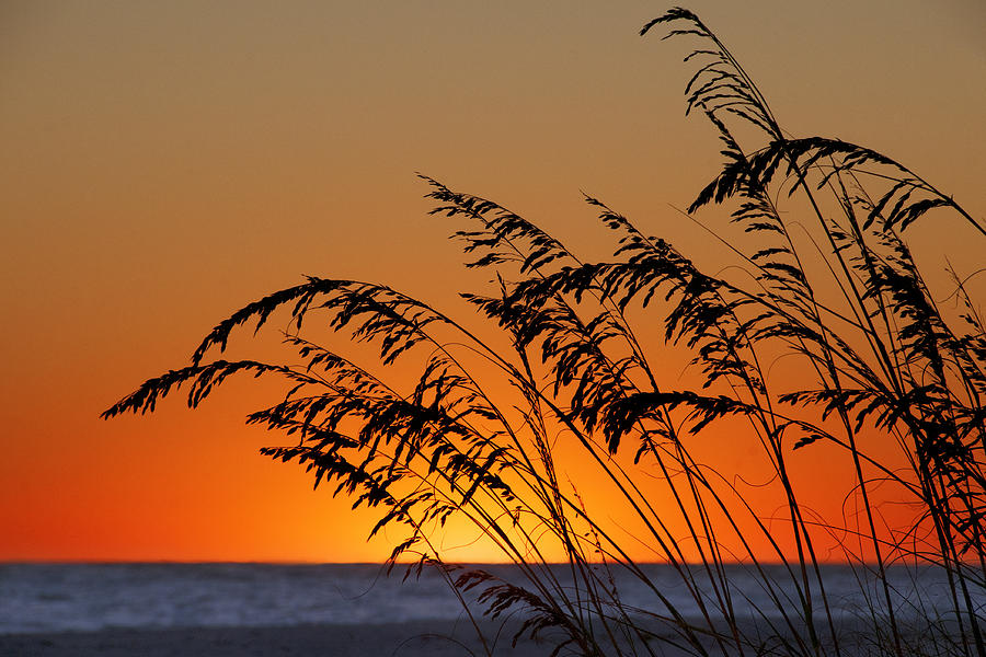Sea Grass at Sunset Photograph by Mitch Spence