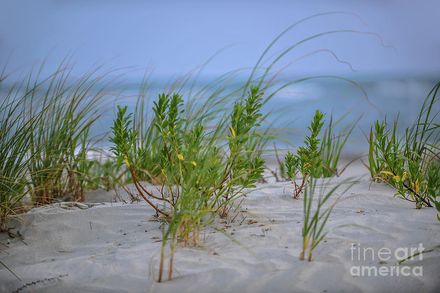 Sea Grass Blowing In The Wind Photograph