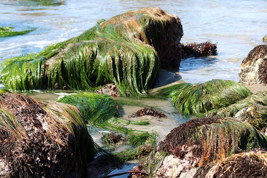 Sea Grass  Photograph by Christy Pooschke