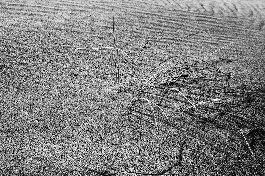 Sea Grass Photograph by Hugh Smith