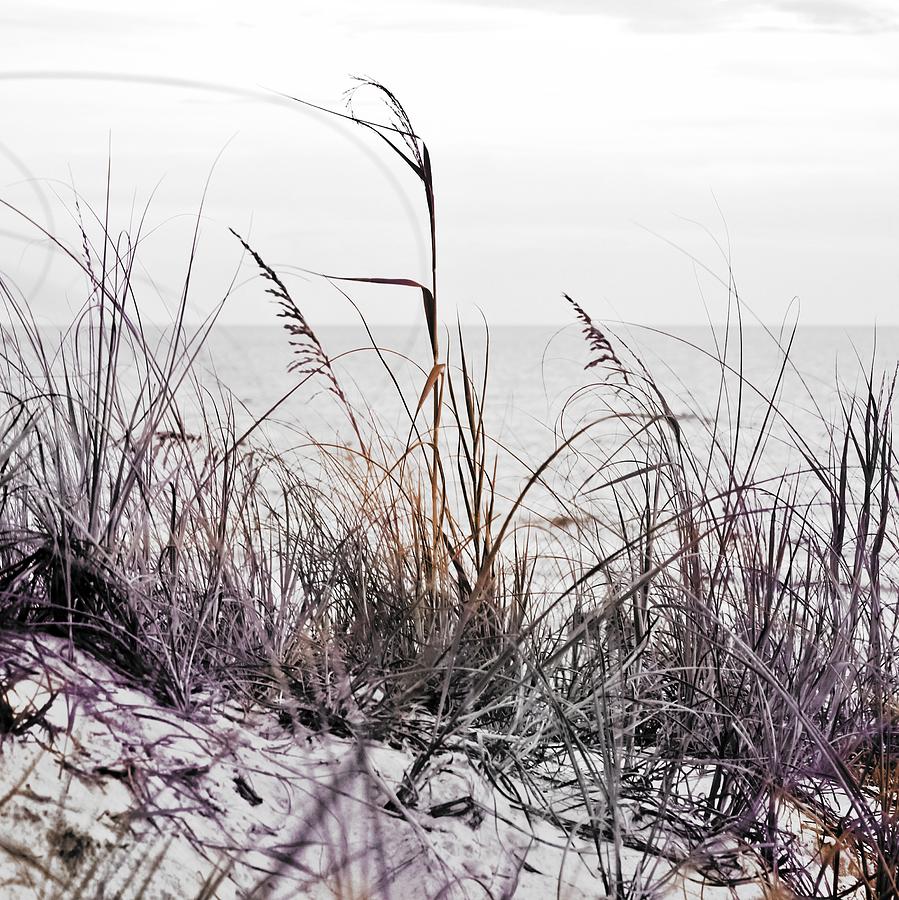 Sea Grass in BW Photograph by Mary Pille