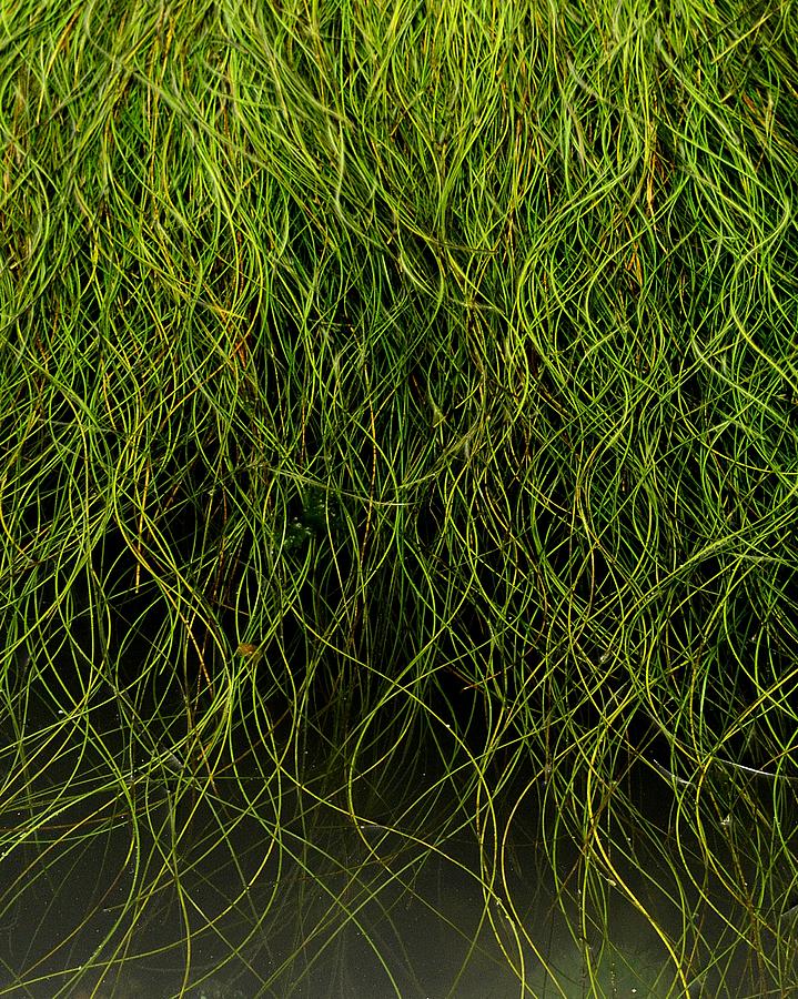 Sea Grass Photograph by Michael Ramsey