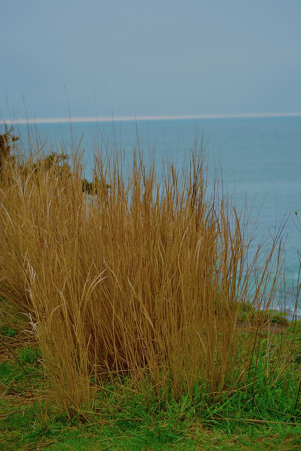 Sea Grass Photograph by Mickie Bettez - Pixels