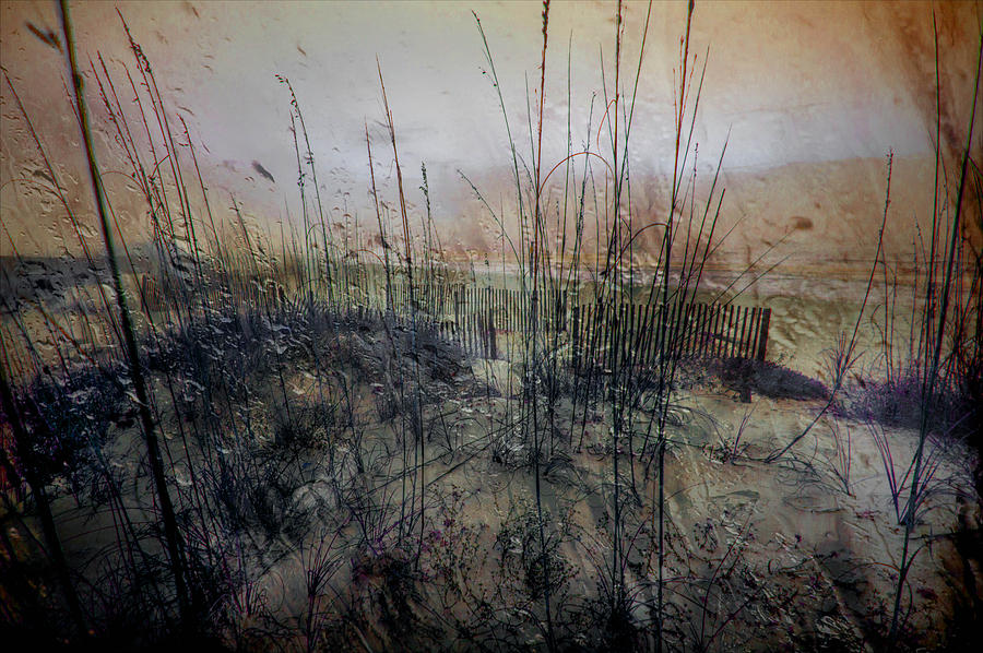 Sea Grass on the Beach on a Foggy Morning_ Photograph by Michael Thomas