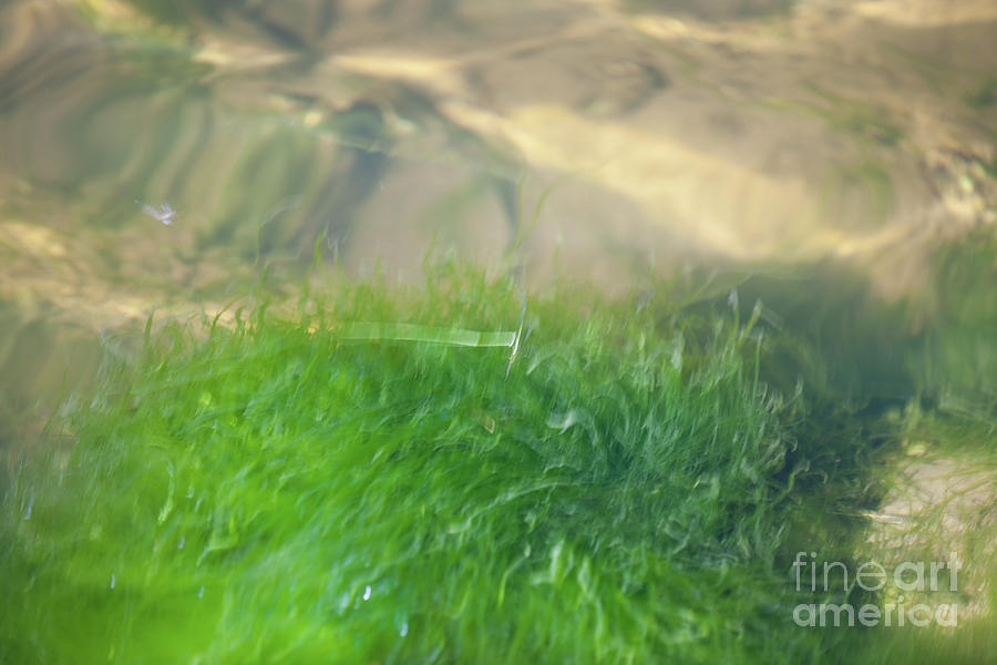 Sea Grass Water Scape Photograph