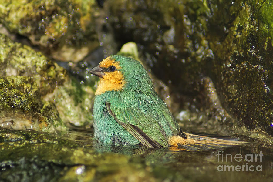 Sea Green Parrot Finch Bath Photograph by Olga Hamilton