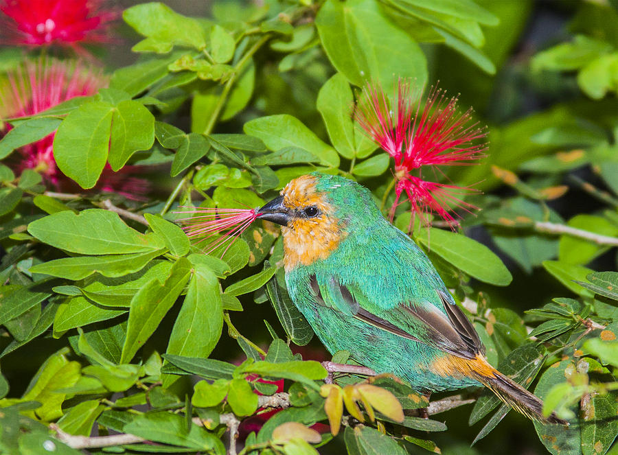 seagreen parrot finch