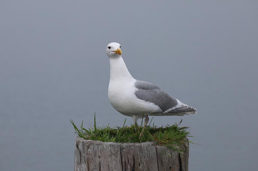 Sea Gull - 3  Photograph by Christy Pooschke