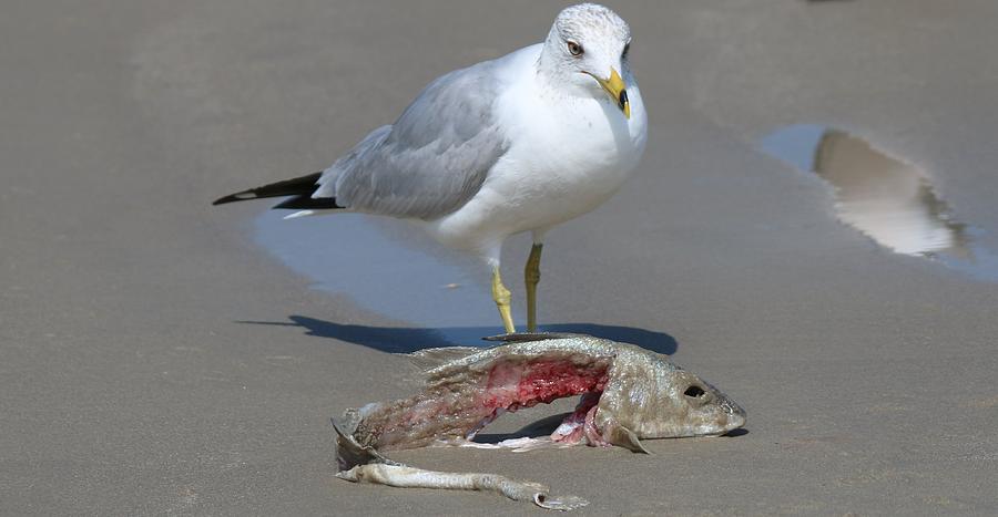 Sea Gull and Fish  Photograph by Christy Pooschke
