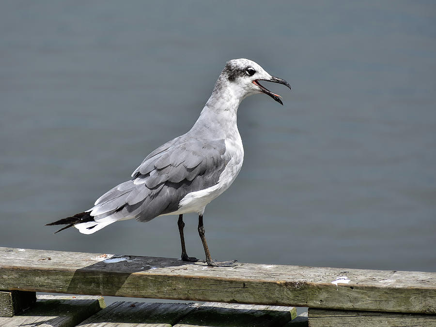 Sea Gull Call Photograph