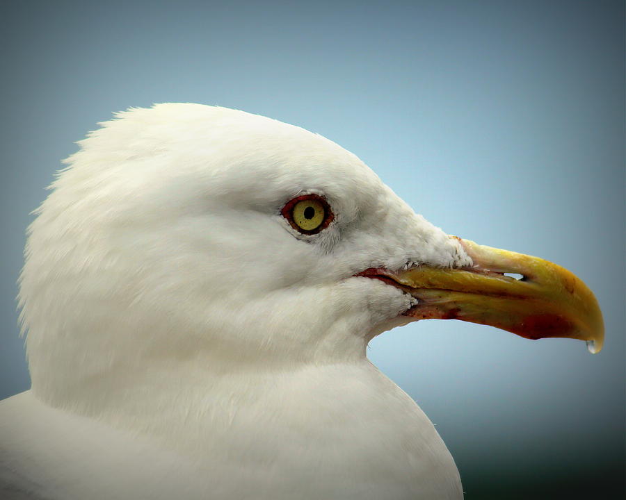 Sea Gull closeup Photograph by John Olson