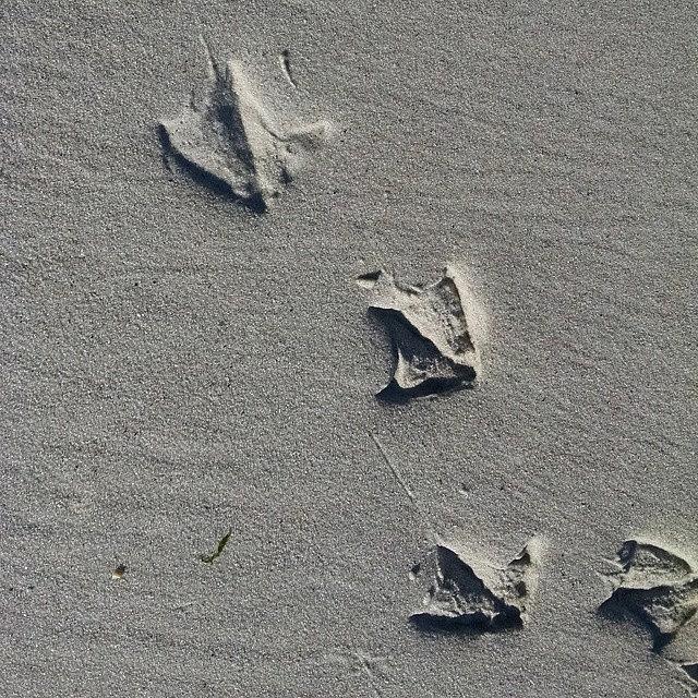 Seagull Photograph - Sea Gull? Foot Prints. #seagull by Beth Venner