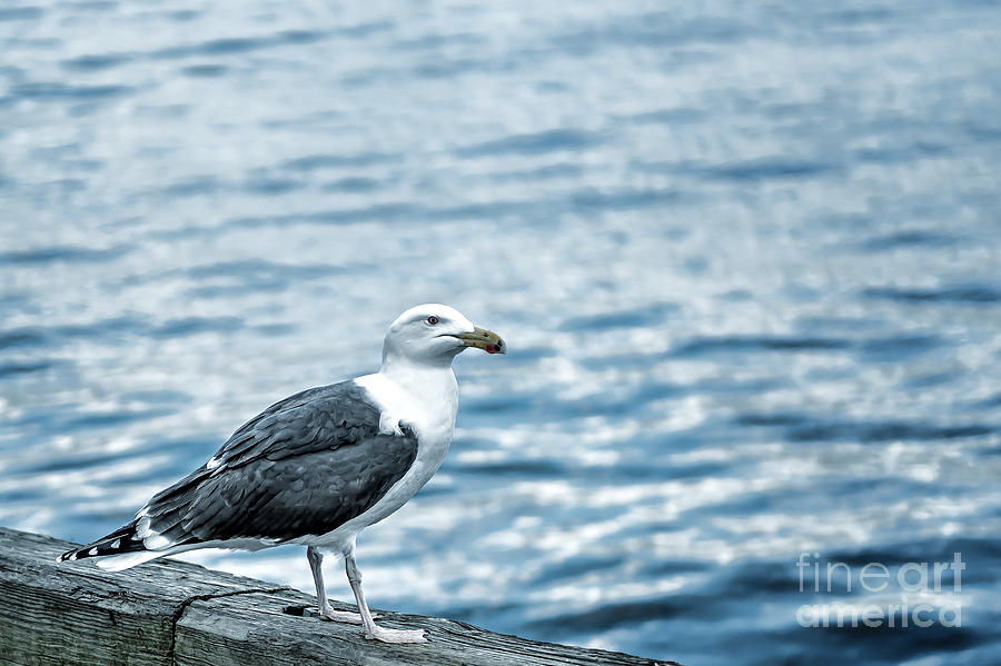 Sea Gull II Photograph by Tamyra Ayles
