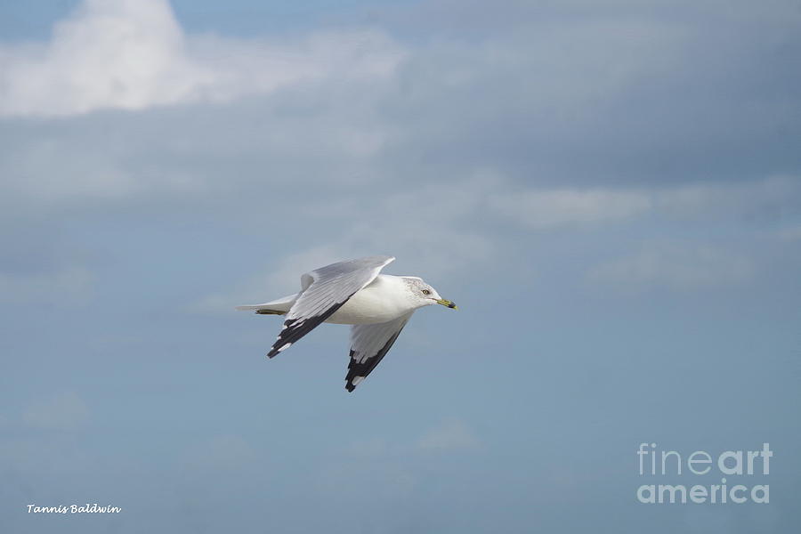 Sea gull in flight Photograph by Tannis Baldwin