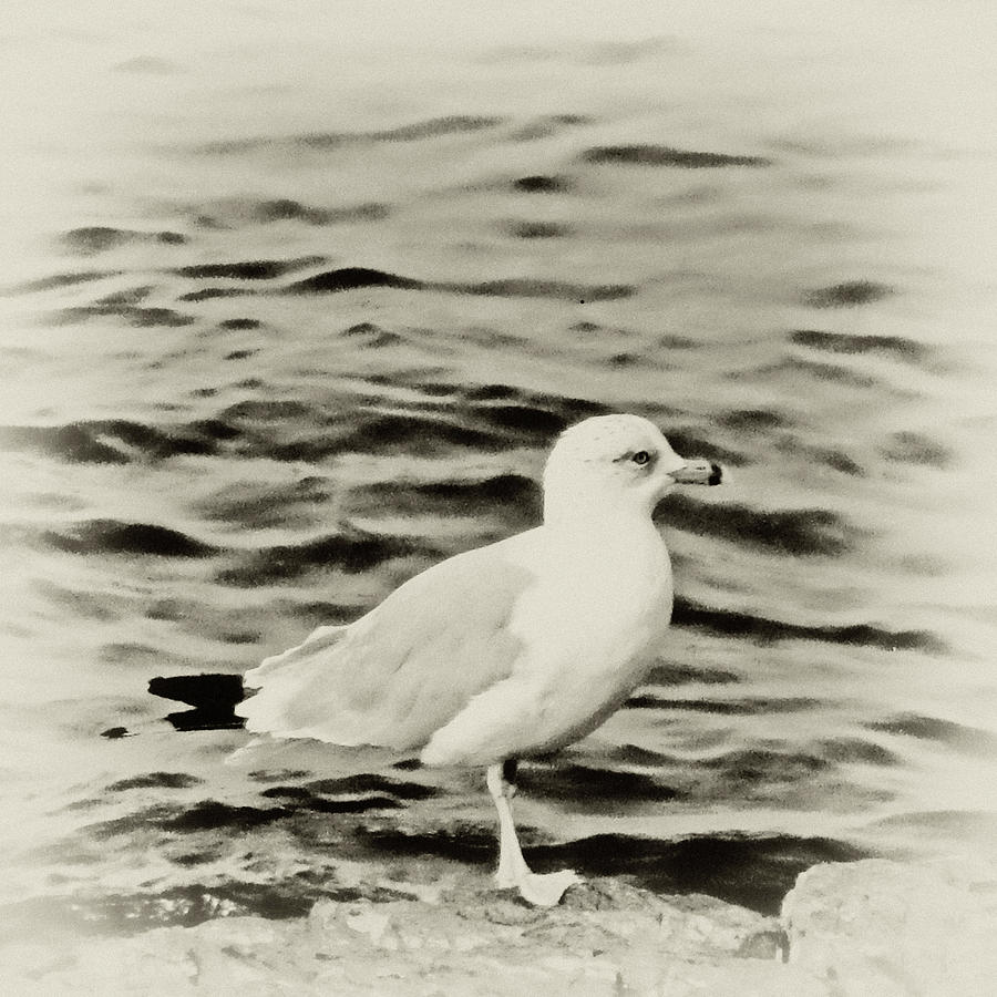 Sea Gull in Sepia Photograph by Tony Grider