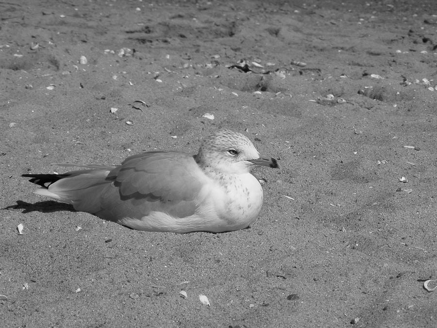 Sea Gull in Shades of Gray Photograph by Margie Avellino