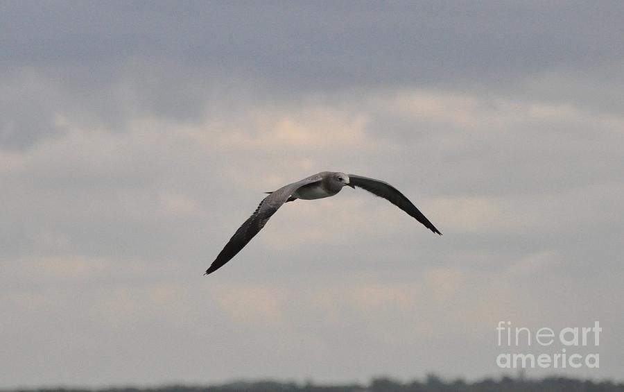 Sea Gull Photograph by John Black
