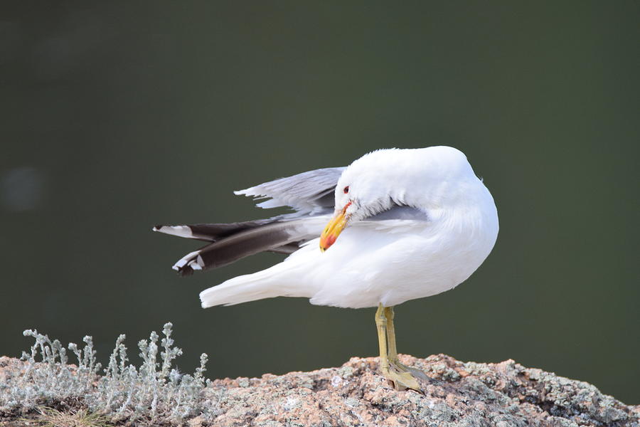 Sea Gull Photograph by Margarethe Binkley