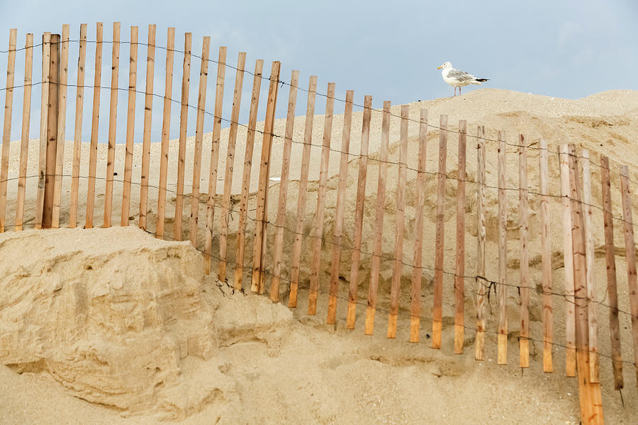 Sea Gull on Dune Photograph by Kathleen McGinley
