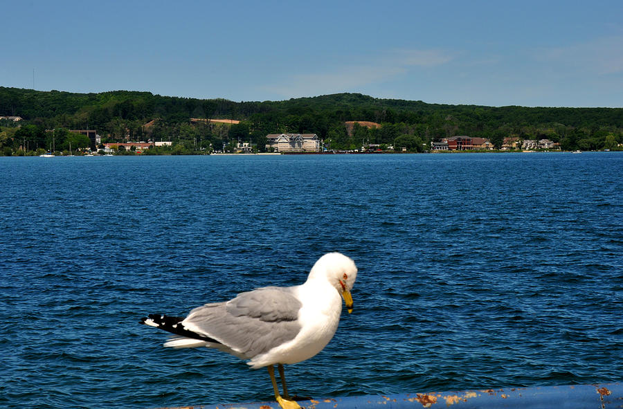 Sea Gull on Grand Traverse Bay Photograph by Diane Lent