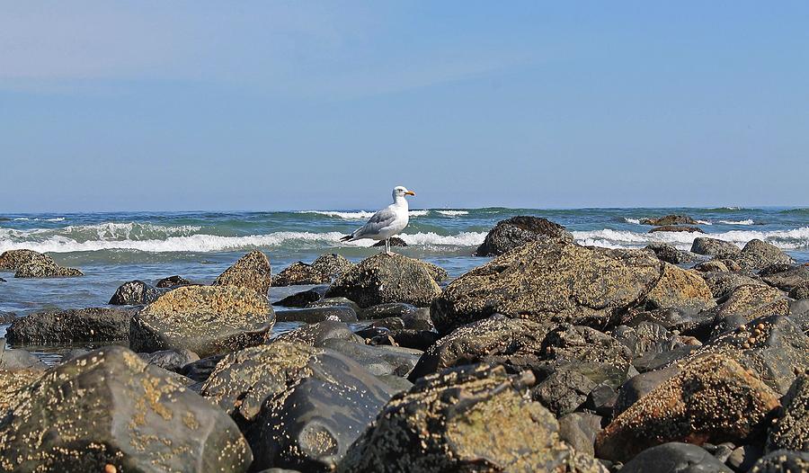 Sea Gull on Long Sands Beach York Maine Photograph by Michael Saunders