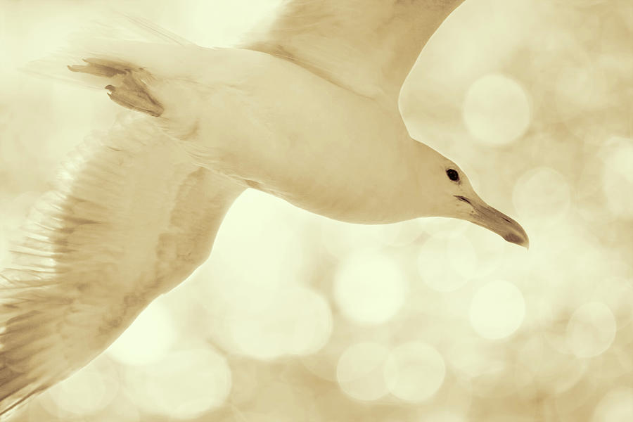Sea Gull on Neutral Bokeh Background Photograph by Peggy Collins