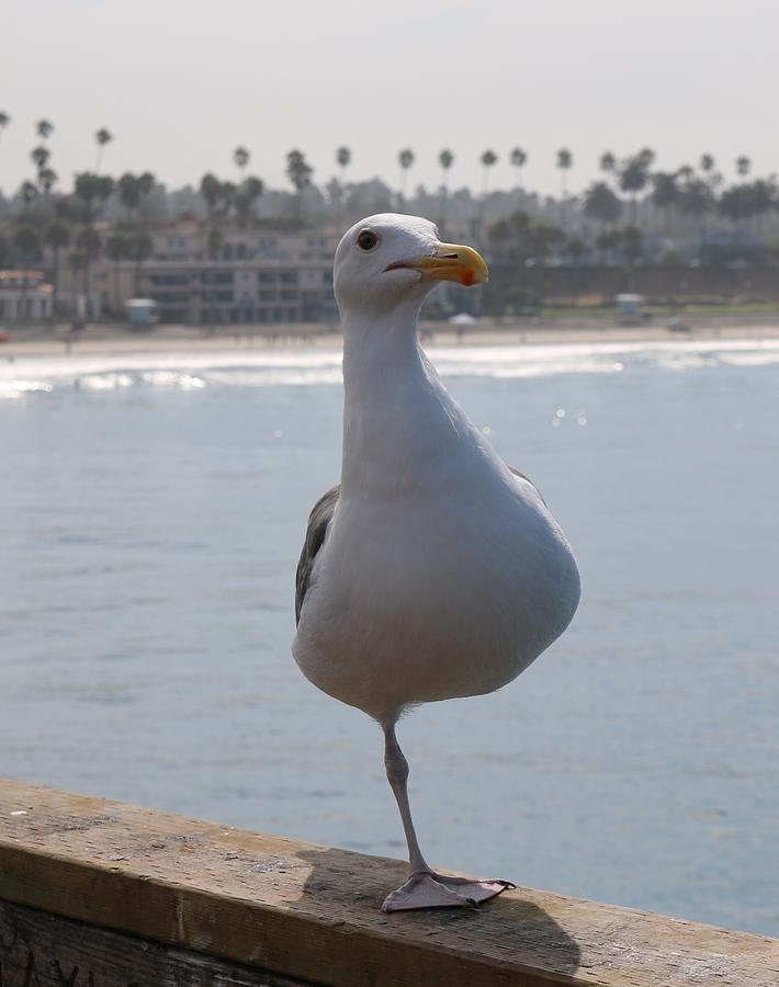 Sea Gull on One Foot  Photograph by Christy Pooschke