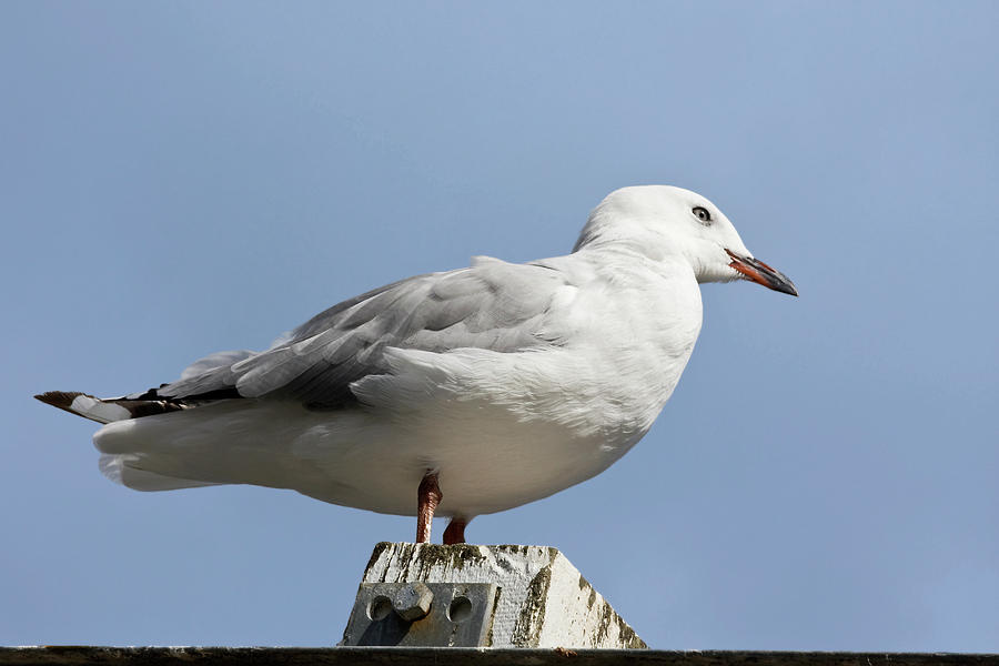 Sea Gull on Piling Photograph by Sally Weigand