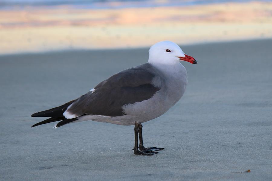 Sea Gull on the Beach - 2 Photograph by Christy Pooschke