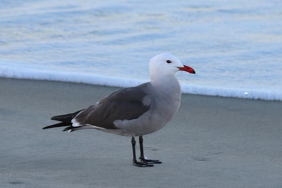 Sea Gull on the Beach - 3 Photograph by Christy Pooschke