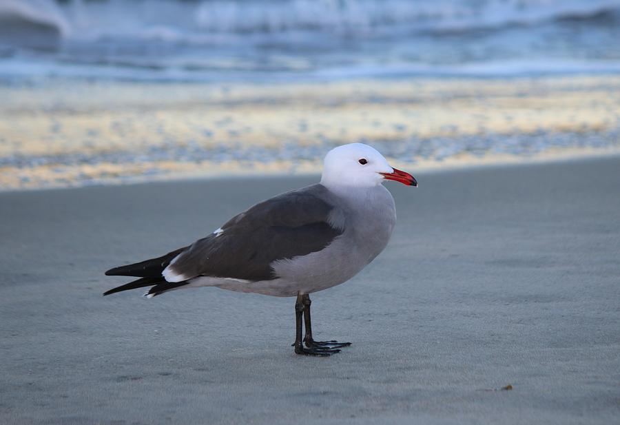Sea Gull on the Beach  Photograph by Christy Pooschke