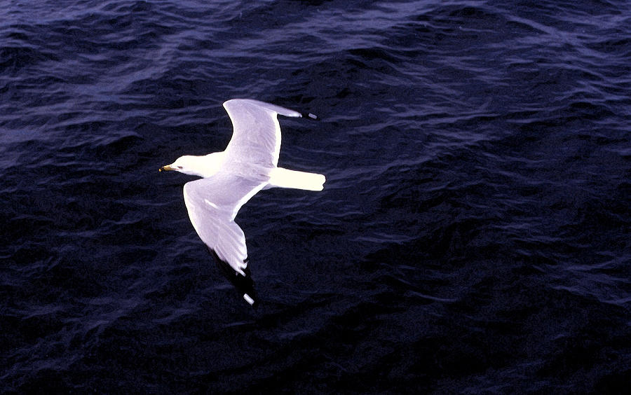 Sea Gull Over Water DBWC Photograph by Lyle Crump